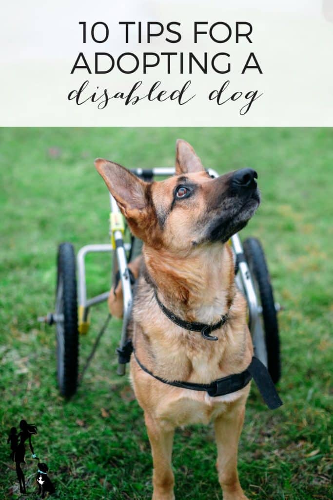 10 ideas for adopting a disabled canine