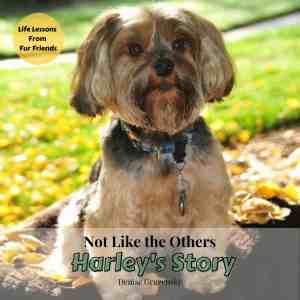 The cover of Harley's Story features a close up of a Yorkshire Terrier. 