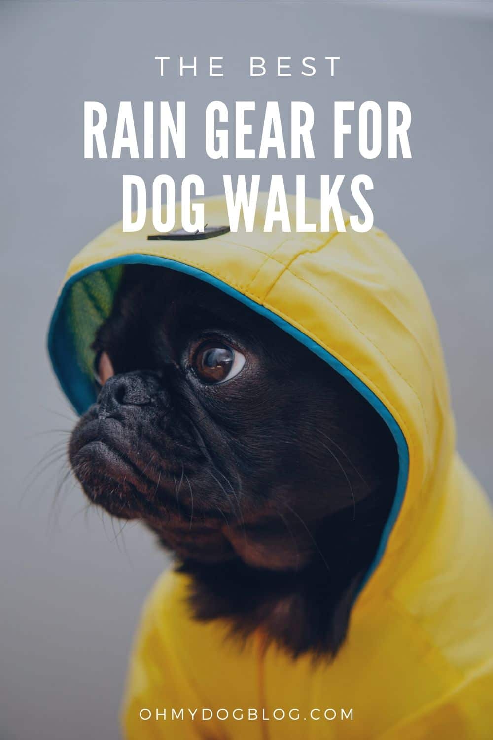 The Most interesting Rain Gear for Canine Walks