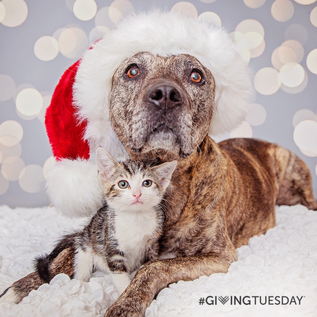 Have  time #GivingTuesday at Best Buddies