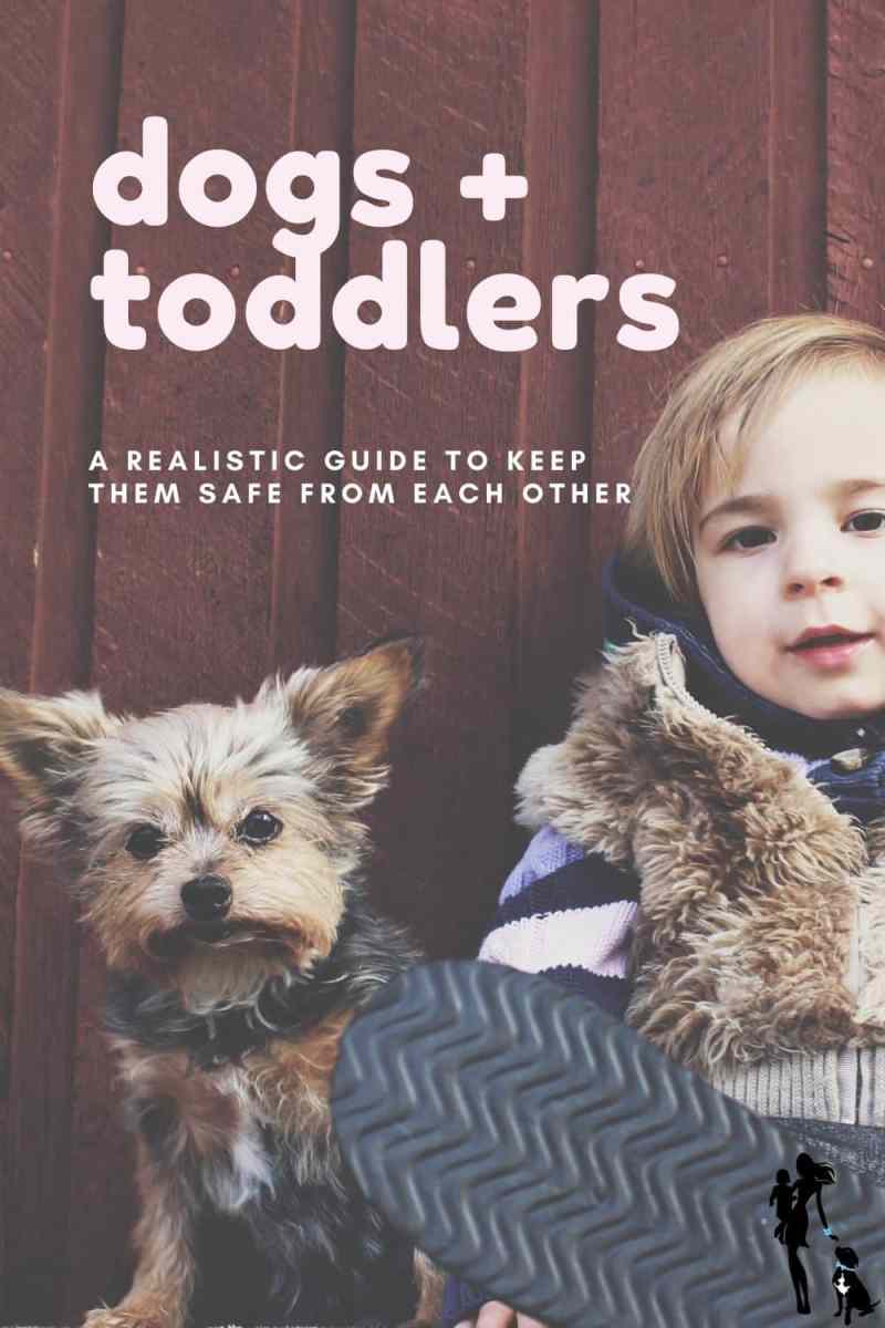 Sitting against red wooden siding, a toddler with medium-length light brown hair and brown eyes smiles into the camera. The toddler is wearing a purple sweater with a blue and white striped cardigan on top  of that and a fuzzy sleeveless vest on top of that. Next to the child sits a light brown and tan Yorkie. The text overlay reads: Dogs and toddlers: A realistic guide to keep them safe and happy together