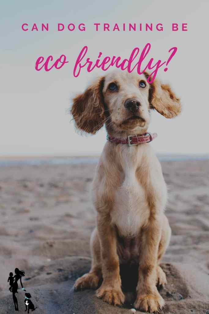 A tan and white speckled Spaniel puppy sits in the sand on the beach. He's wearing a red leather collar and is looking up over the camera. The text overlay reads: Can dog training be eco-friendly? 