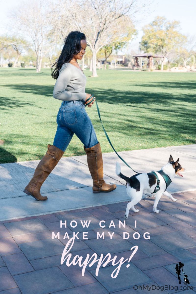 A Black woman in a tan sweater, blue jeans, and knee-high riding boots walks a small black and white terrier along a sidewalk cutting through an expanse of grass. The text overlay reads: How can I make my dog happy?