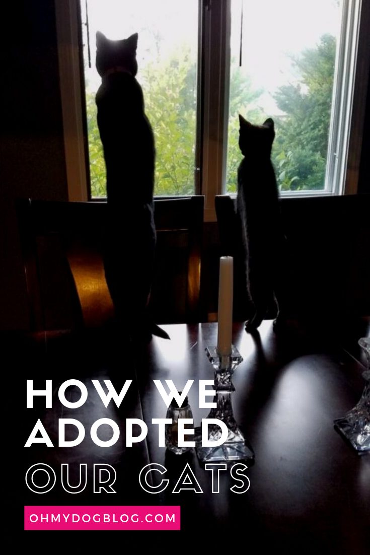 How We Adopted Our Cats