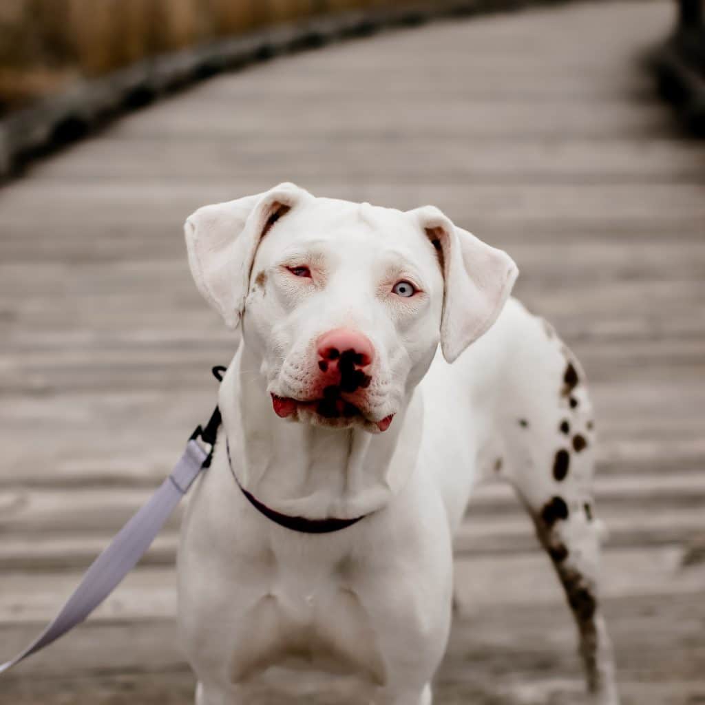 Deaf Canine Tales – Oh My Canine!