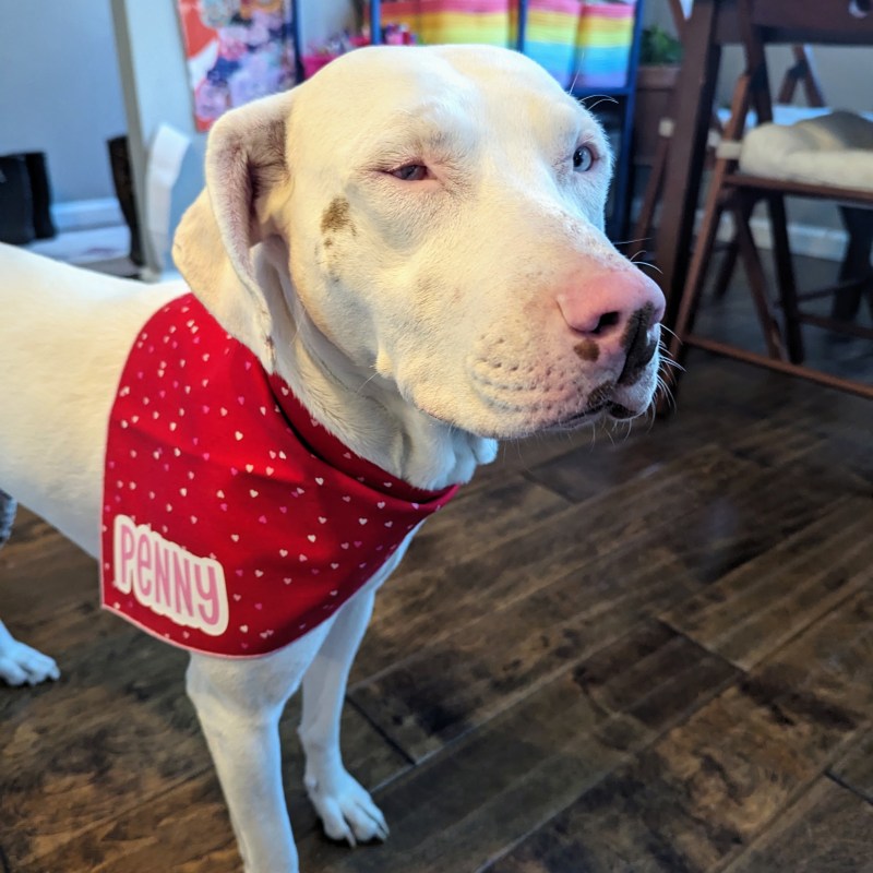 The front half of a white dog is in the frame. She has a brown freckle underneath a right eye that isn't fully formed. She's wearing a red banadan with pink and white hearts and the name Penny in pink and white bubble letters.