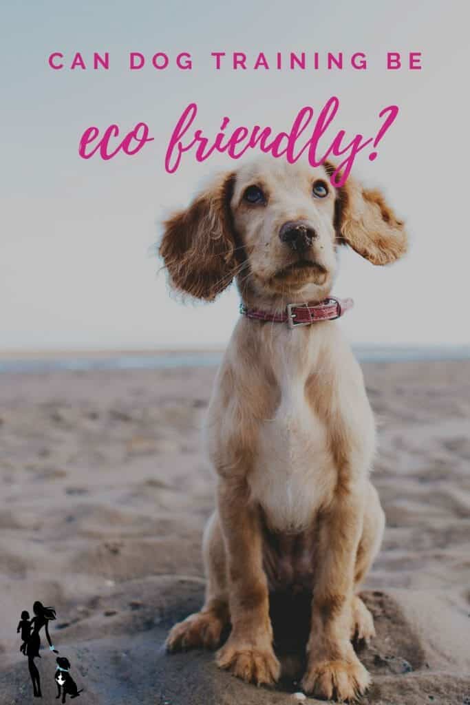 Easy Solutions for Eco-Nice Canine Teaching