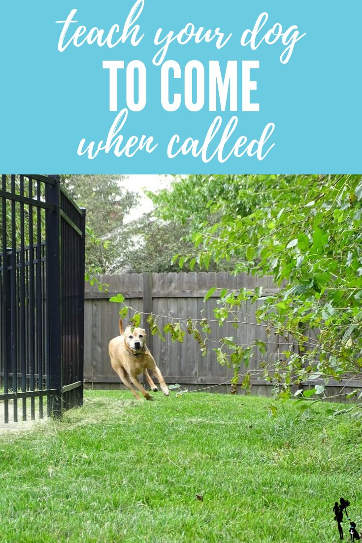 Practice Your Canine to Come When Generally known as