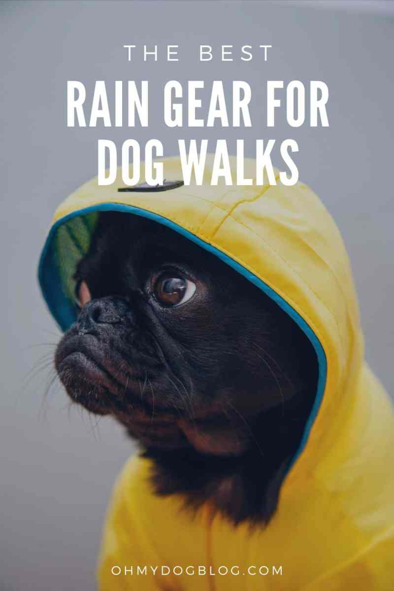 The Best Rain Gear for Dog Walks: Is there anything cuter than a pug in a yellow rain coat?