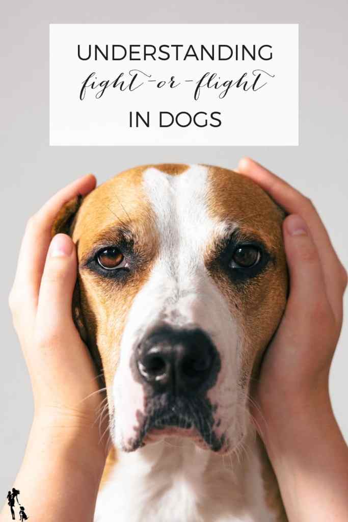 Against a plain gray background, a dog that is a brown and white mix breed sits facing the camera. His eyes look down case, like he's a little scared. A pair of hands are on either side of his face, probably attempting to soothe the dog. The text overlay reads: Understanding fight-or-flight in dogs. 