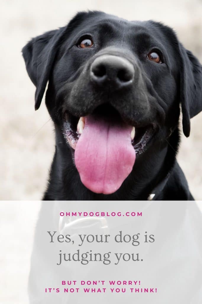 Positive, your canine judges you (Properly, that is… in case your canine is female)